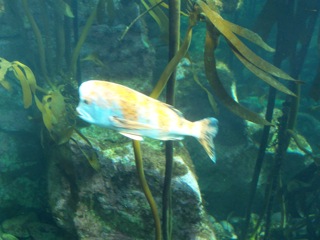 A fish