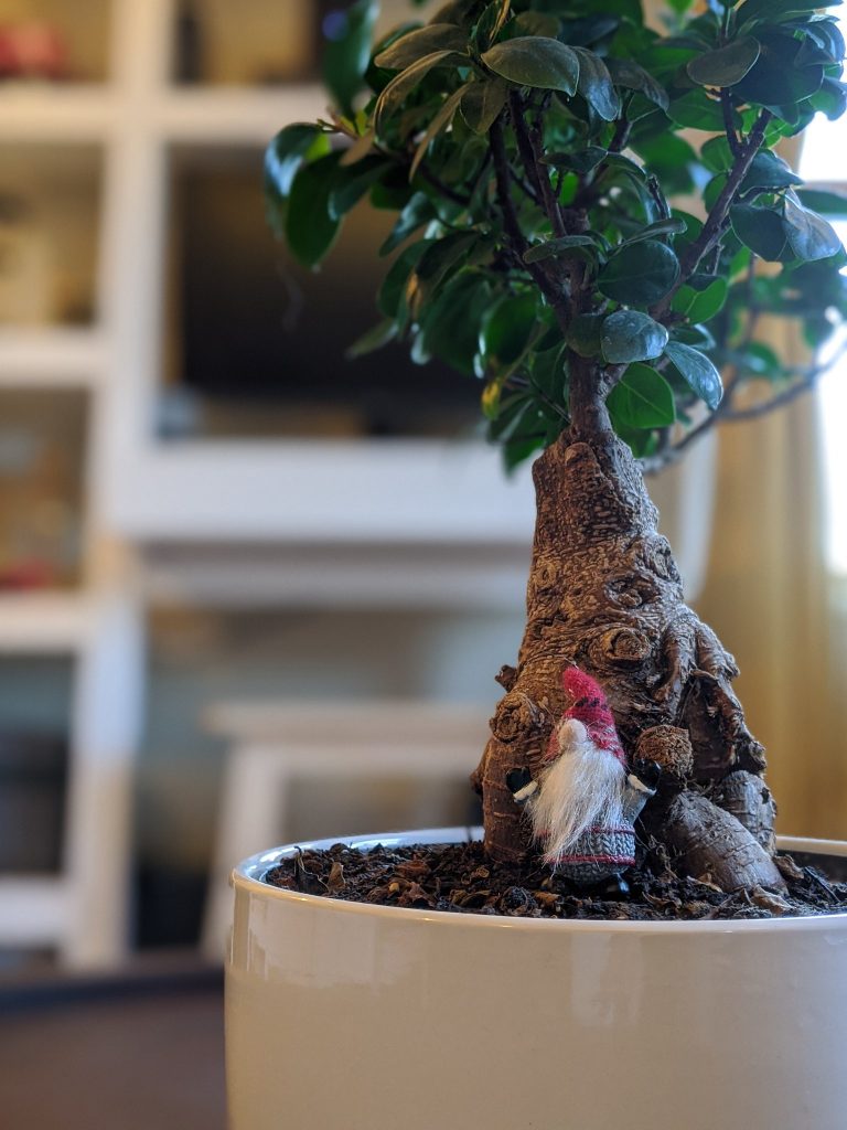 A picture of a Bonsai tree and a gnome