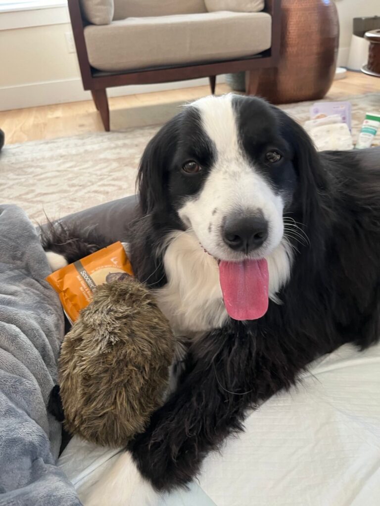 Toby, a 4 year old Australian Shepherd with a soft plushy toy laying on a microfoam bed to ease the pain on his back.