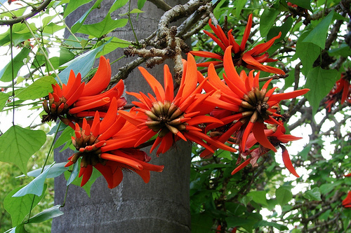 Coral tree flowers // by Tatters