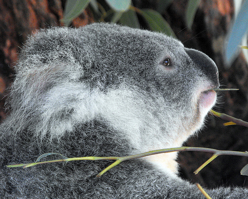 Koala!