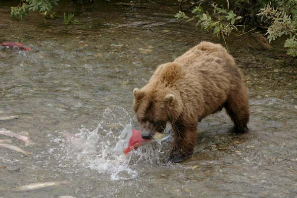Bear Lunging at Salmon