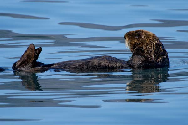 Sea Otter