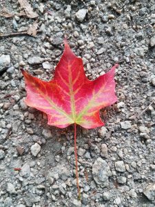 A bright red leaf on the stony grey ground.