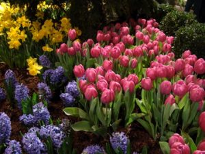 Pink, purple, and yellow flowers growing in the spring.