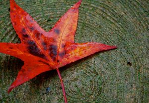 A red maple leaf on a tree stump