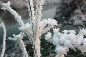 A photo of snow and ice crystals clinging to plants