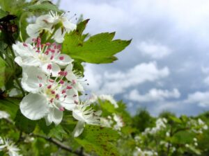 Cherry blossoms with a grey sky  in the background